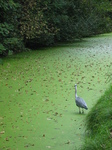 23587 Heron in canal.jpg